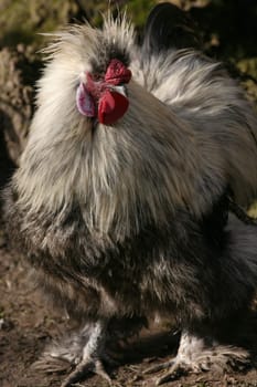 Japanese silk chicken (rooster)