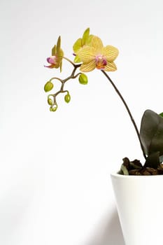Orchid Vluyner Dwarf