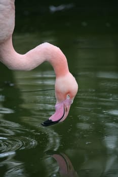 Graceful bird in pink