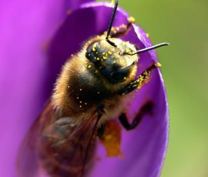 Worker bee