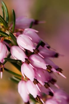 pink winter heather