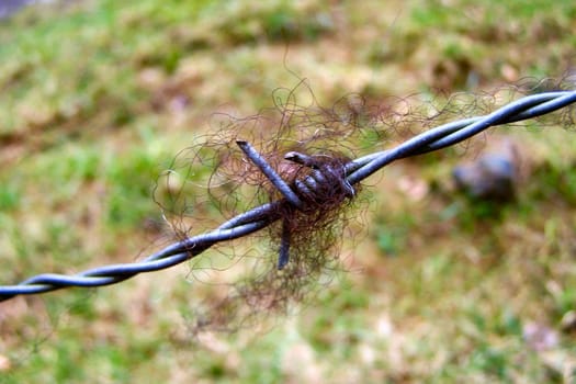 Barbed wire..