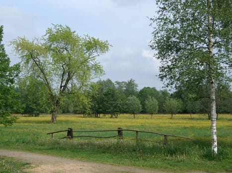 yellow meadow