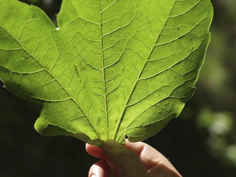 Hand with leaf in backlight