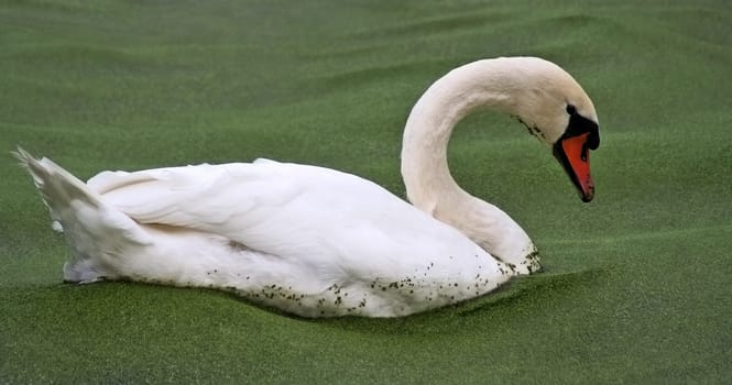 Swan groats