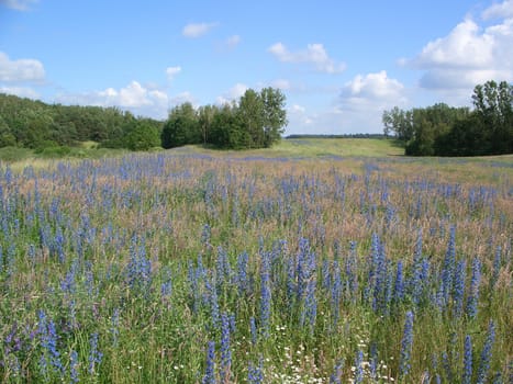blue meadow