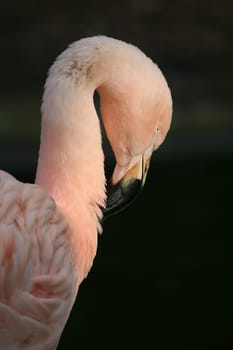 Graceful bird in pink