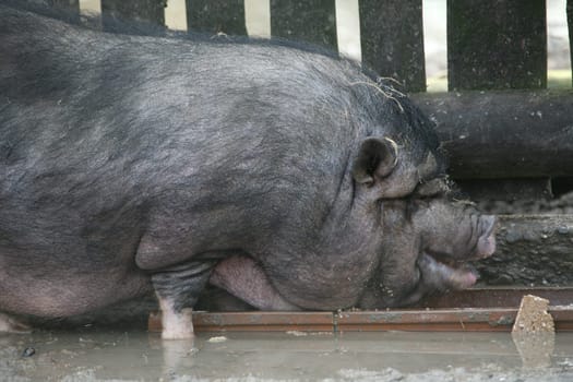 Pot-bellied pig at the feeding trough