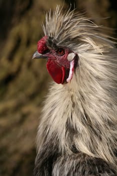 Japanese silk chicken (rooster)