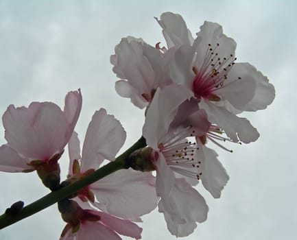 In Germany,almonds ripen only in the wine-growing regions,where they were probably introduced by the Romans together with the wine.