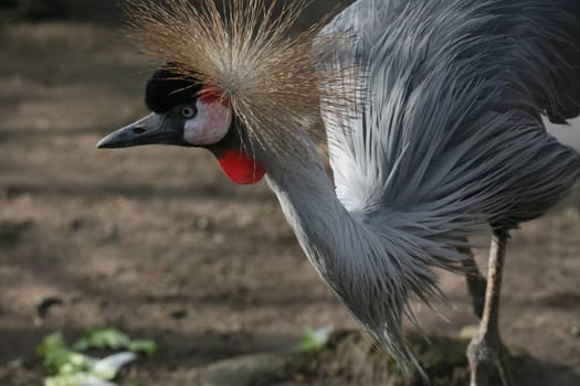 Crowned crane