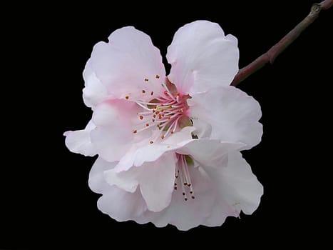 Prunus dulcis (Sweet almond)