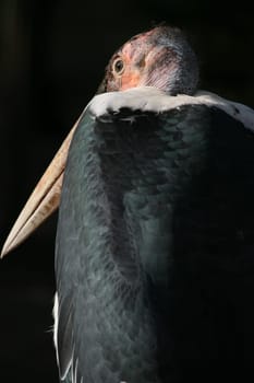 Marabou stork