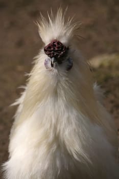 Silk chicken