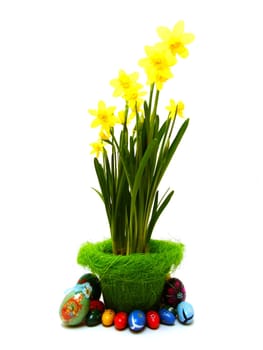 daffodils