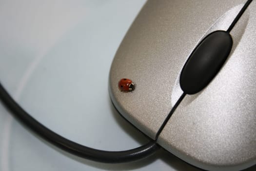 The little beetle sat around on my mouse during working hours and made himself comfortable there *g*