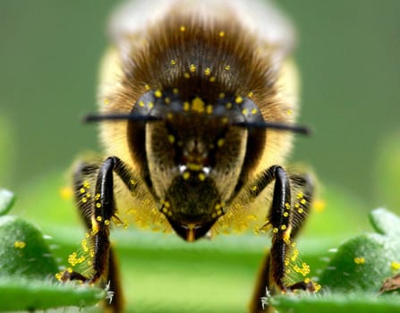 Bee frontal