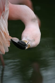 Flamingo