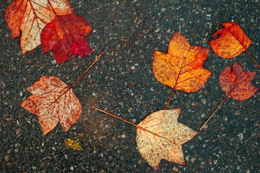 Autumn leaves 1