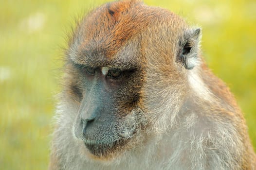 Monkey Detail