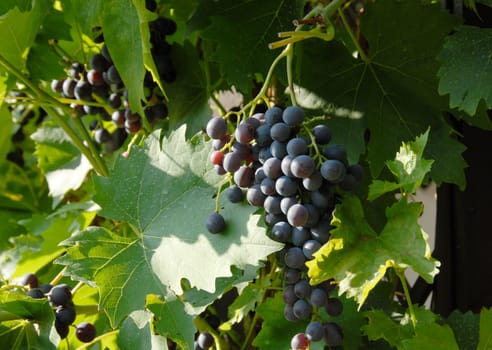 Grapes