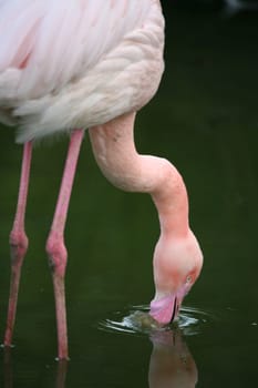 Graceful bird in pink