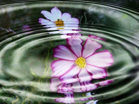 Aquatic Flora - Flowers - Reflection