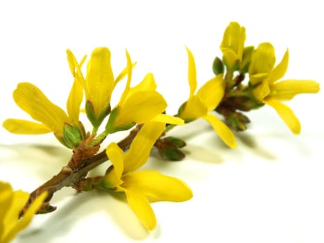Forsythia
