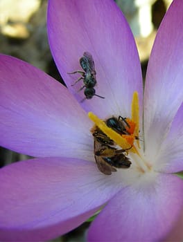 Crocus proteins for the bee