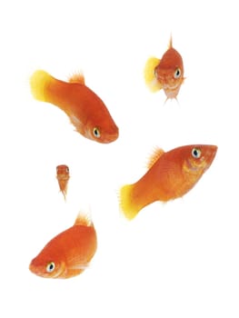 Isolated goldfish