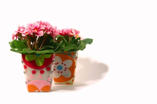Primroses pink