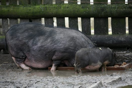 Pot-bellied pigs at the feeding trough