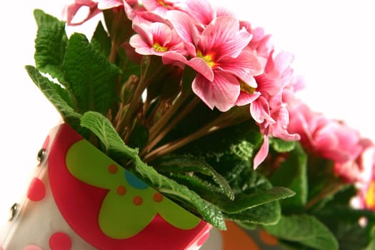 Primroses pink