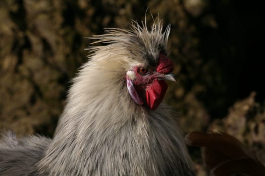 Japanese silk chicken (rooster)