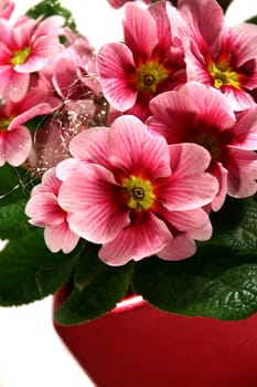 Primroses pink