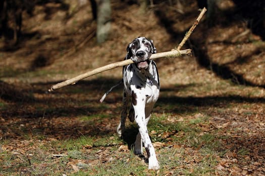 Great Dane Wilson playing in the woods