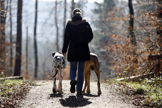 Dog walk