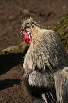 Japanese silk chicken (rooster)