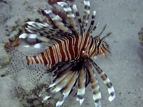 Lionfish
