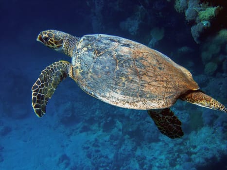 Hawksbill turtle