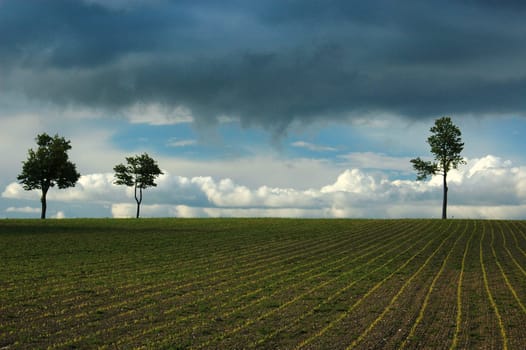 Field with trees