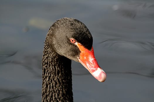 Black swan