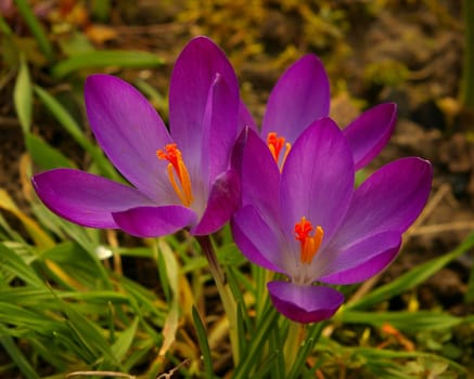 Crocuses