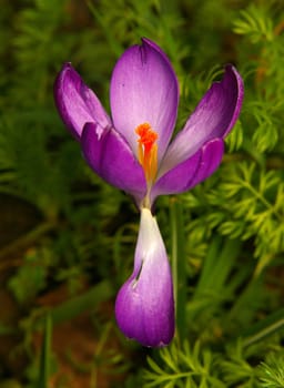 Crocus