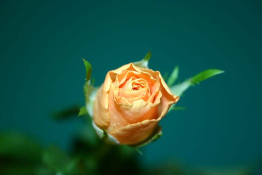 Congratulations to all the women of Panthermedia :D I wish you a wonderful day and let yourself be pampered for once!