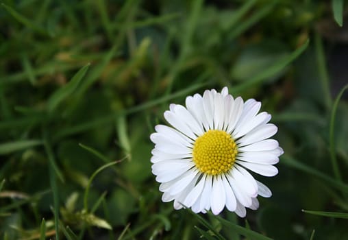 Bellis