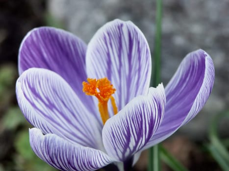 Crocus