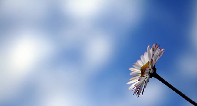 Daisy
