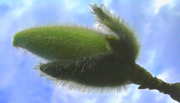 Flower bud of Magnolia sprengeri