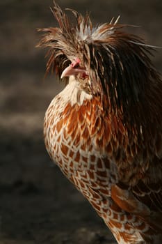 Dwarf Paduan (Rooster)
